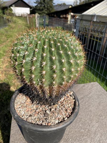 Soehrensia bruchii